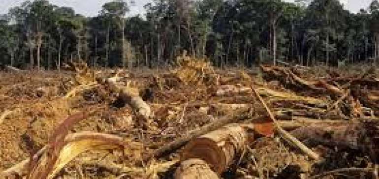 Lakukan Penebangan Hutan di Luar lokasi Izin Usaha, KLHK Tagih Denda Rp16,2 Triliun Ke PT MPL